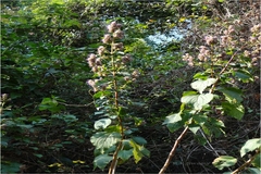 Pogostemon benghalensis